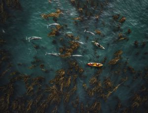 kayaking tours for dolphin sightings at Palos Verdes Ocean Sports, located at Terranea Resort in Rancho Palos Verdes, California.